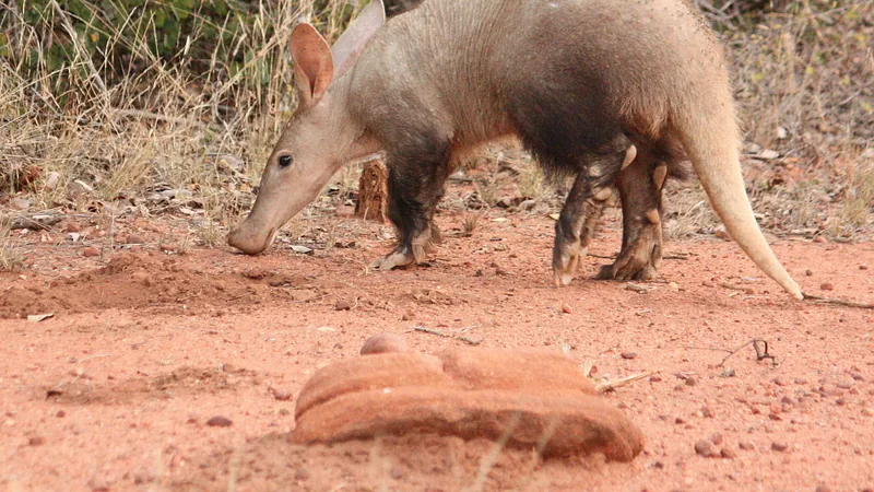 Aardvark nosing the red sand beside a rock