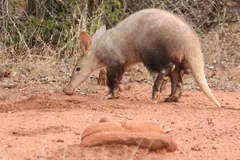 Aardvark