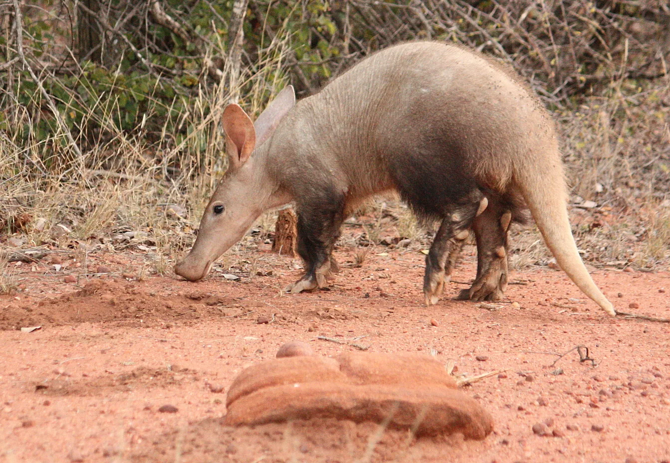 Aardvark nosing the red sand beside a rock