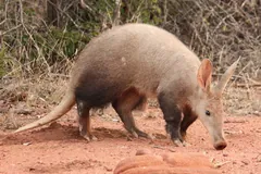 Aardvark walking over red earth with its long ears raised