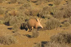 Aardvark foraging among low shrubs on dry sandy ground