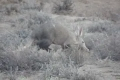 Grey aardvark half hidden in pale dry scrub