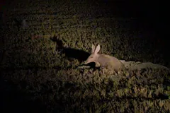 Aardvark foraging in grass at night