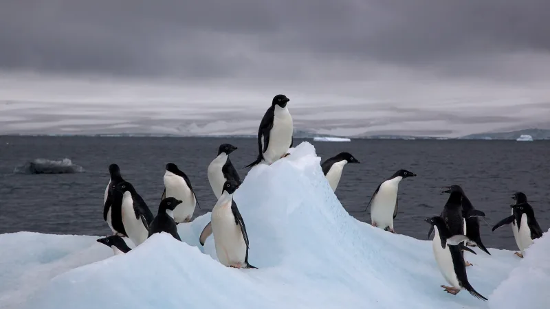 A group of Adélie penguins standing on a small iceberg under a grey sky