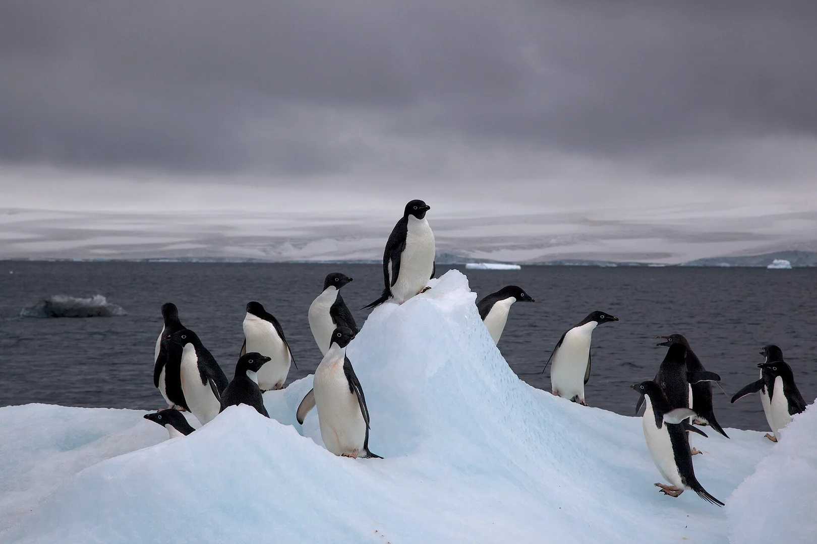 A group of Adélie penguins standing on a small iceberg under a grey sky