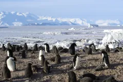 Adélie penguin adults and grey downy chicks on bare ground, with sea ice and snowy mountains behind