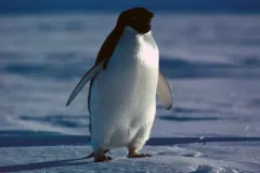 An Adélie penguin standing on snow with its flippers held out from its sides
