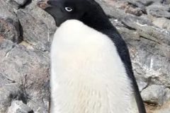 Close-up of an Adélie penguin against grey rock, showing the white ring around its eye