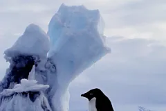 An Adélie penguin's head in front of a tall, sculpted blue iceberg