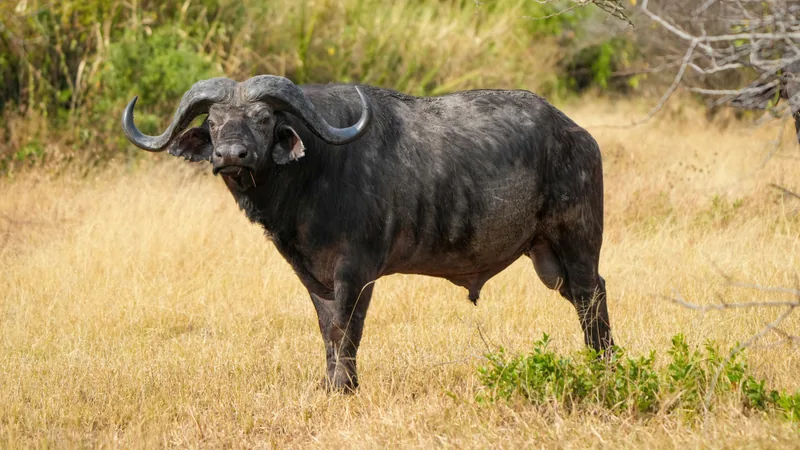 Bull buffalo with heavy curved horns standing side-on in dry golden grass
