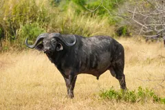 Bull buffalo with heavy curved horns standing side-on in dry golden grass