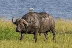 Bull buffalo walking through grass with a white cattle egret standing on its back