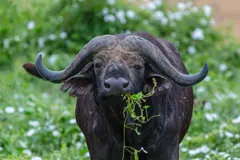 Buffalo facing forward with a mouthful of green leaves between its broad horns
