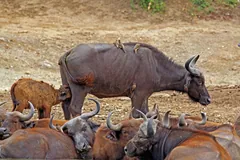 Herd of buffalo resting on bare ground with a young reddish-brown calf among the adults