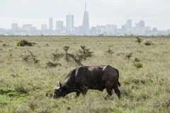 Lone buffalo grazing on open grassland with city towers on the horizon behind it