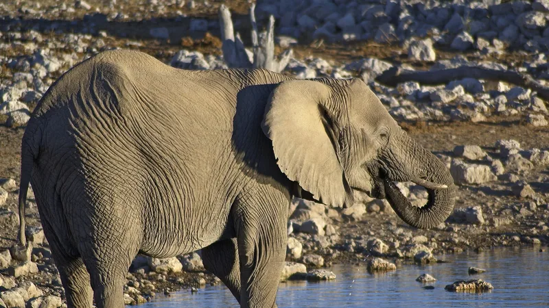 African Bush Elephant in natural habitat