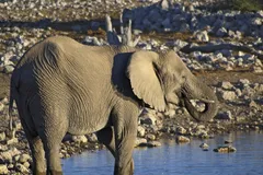 African Bush Elephant in natural habitat