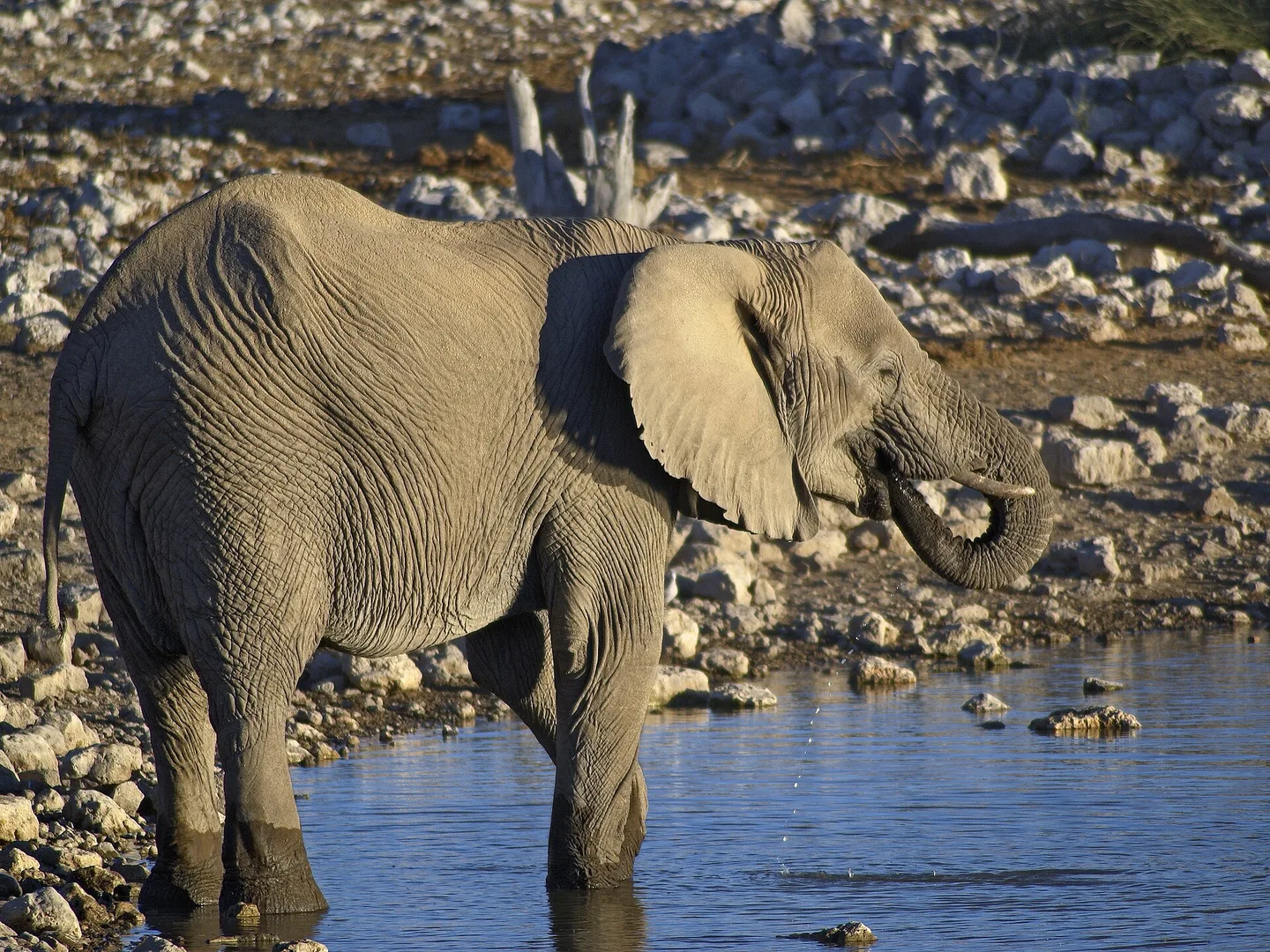 African Bush Elephant in natural habitat