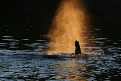 African Bush Elephant in natural habitat