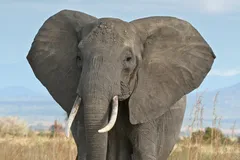 African Bush Elephant in natural habitat