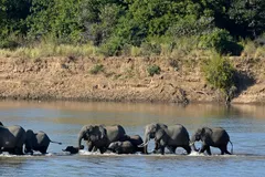African Bush Elephant in natural habitat