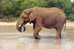 African Bush Elephant in natural habitat