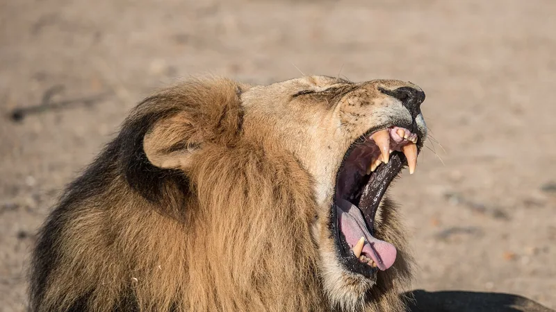 African Lion in natural habitat
