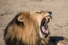 African Lion in natural habitat