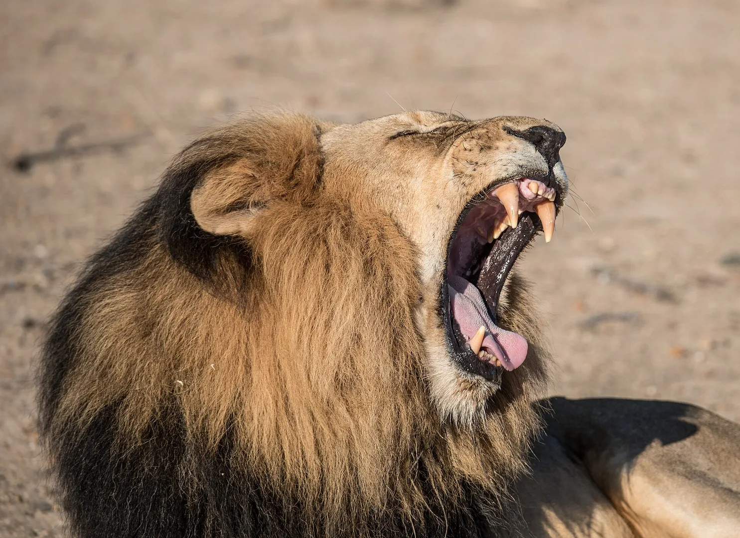 African Lion in natural habitat