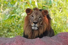 African Lion in natural habitat