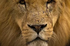 African Lion in natural habitat