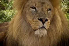 African Lion in natural habitat