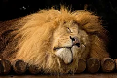 African Lion in natural habitat