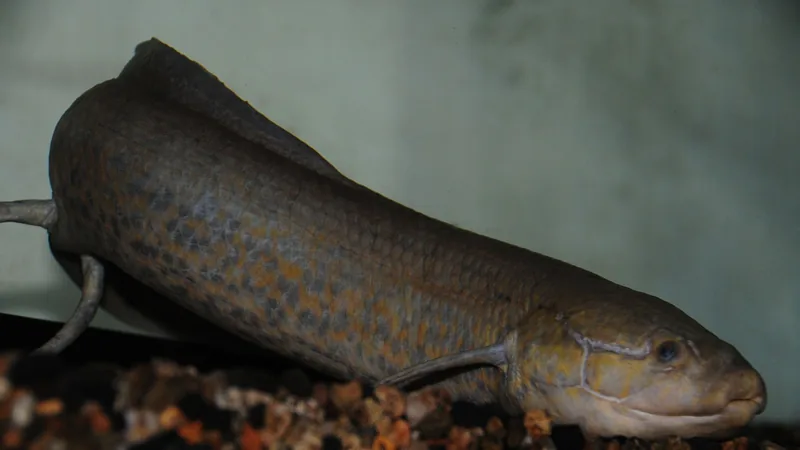 A captive African lungfish resting on aquarium gravel, its long thread-like fins trailing from a mottled olive body