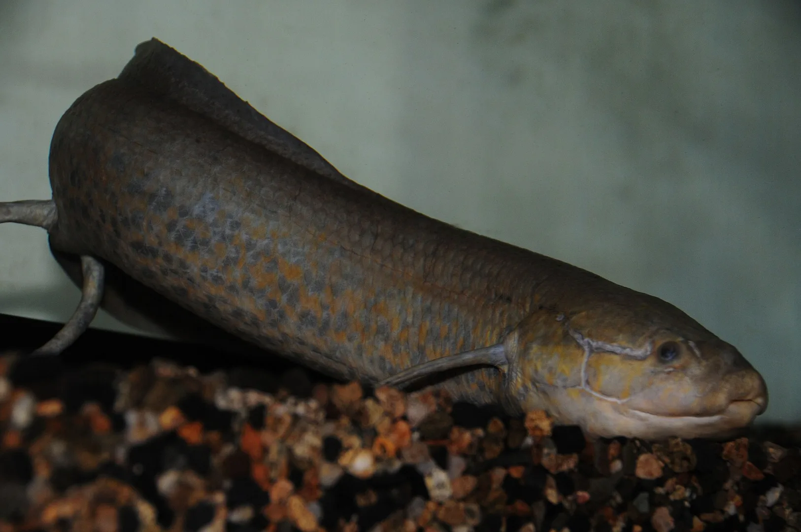 A captive African lungfish resting on aquarium gravel, its long thread-like fins trailing from a mottled olive body