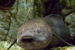 A captive African lungfish facing forward in front of rockwork, its small eyes and wide mouth in view
