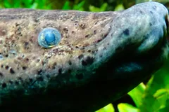 Close-up of a captive African lungfish's head, a speckled brown snout and a small blue-grey eye against green plants
