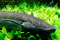 A captive African lungfish swimming past bright green plants, one long thread-like fin curling beneath its body