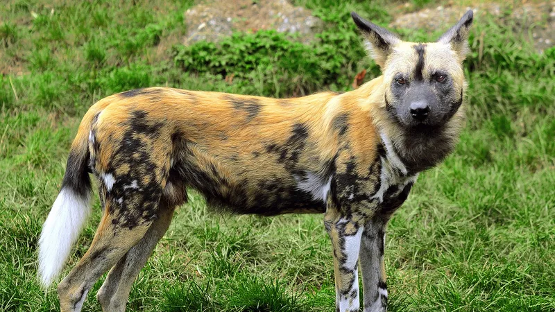 African Wild Dog in natural habitat
