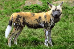African Wild Dog in natural habitat