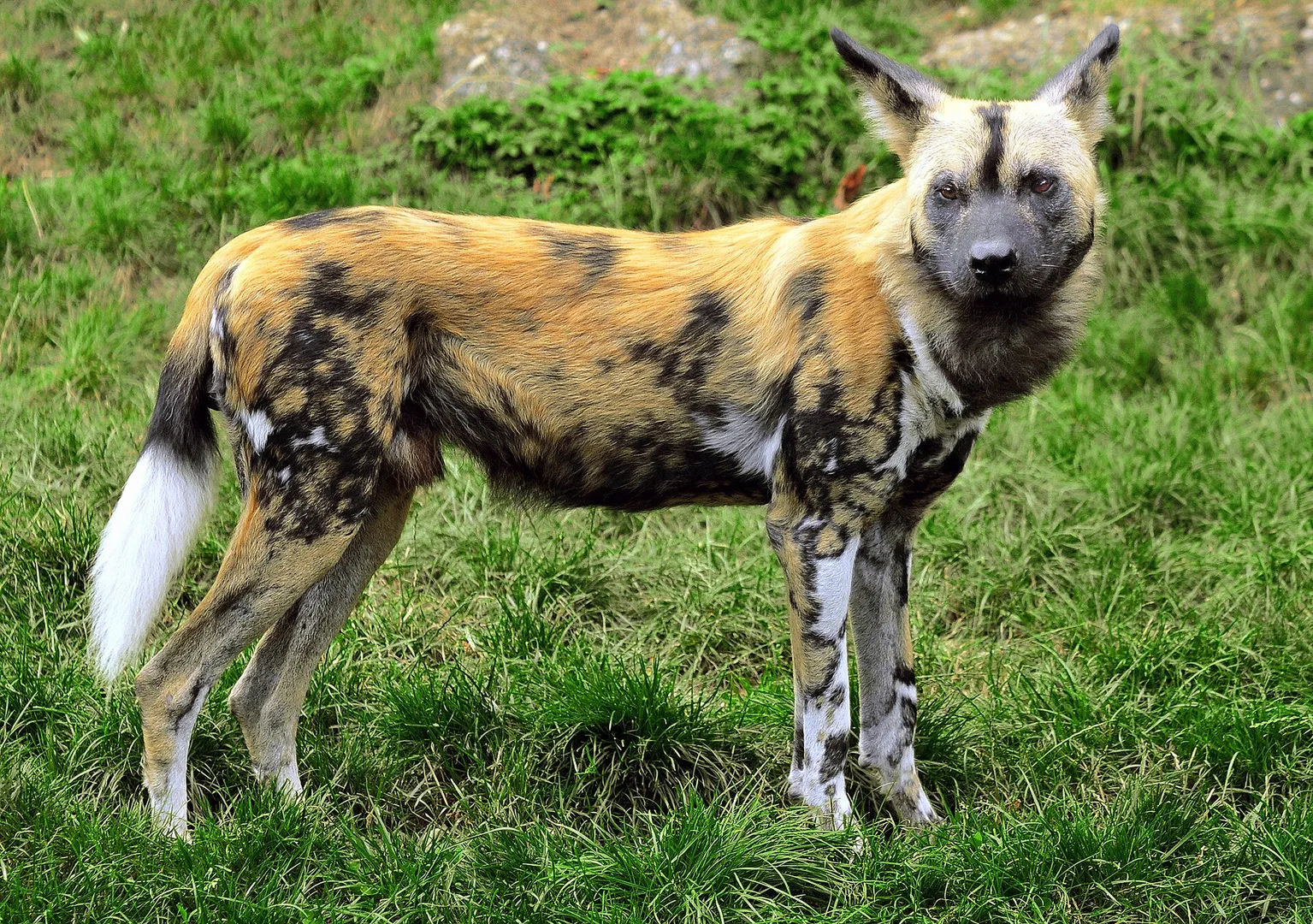 African Wild Dog in natural habitat