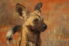 African Wild Dog in natural habitat