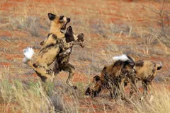 African Wild Dog in natural habitat