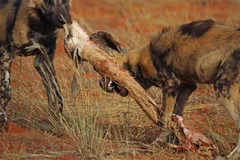 African Wild Dog in natural habitat