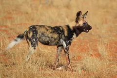 African Wild Dog in natural habitat