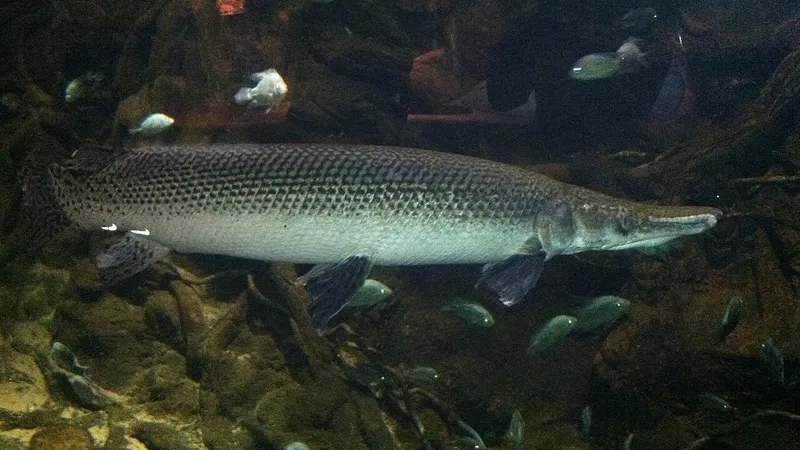 Alligator Gar (Atractosteus spatula) in wild river freshwater habitat