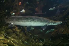 Alligator Gar (Atractosteus spatula) in wild river freshwater habitat