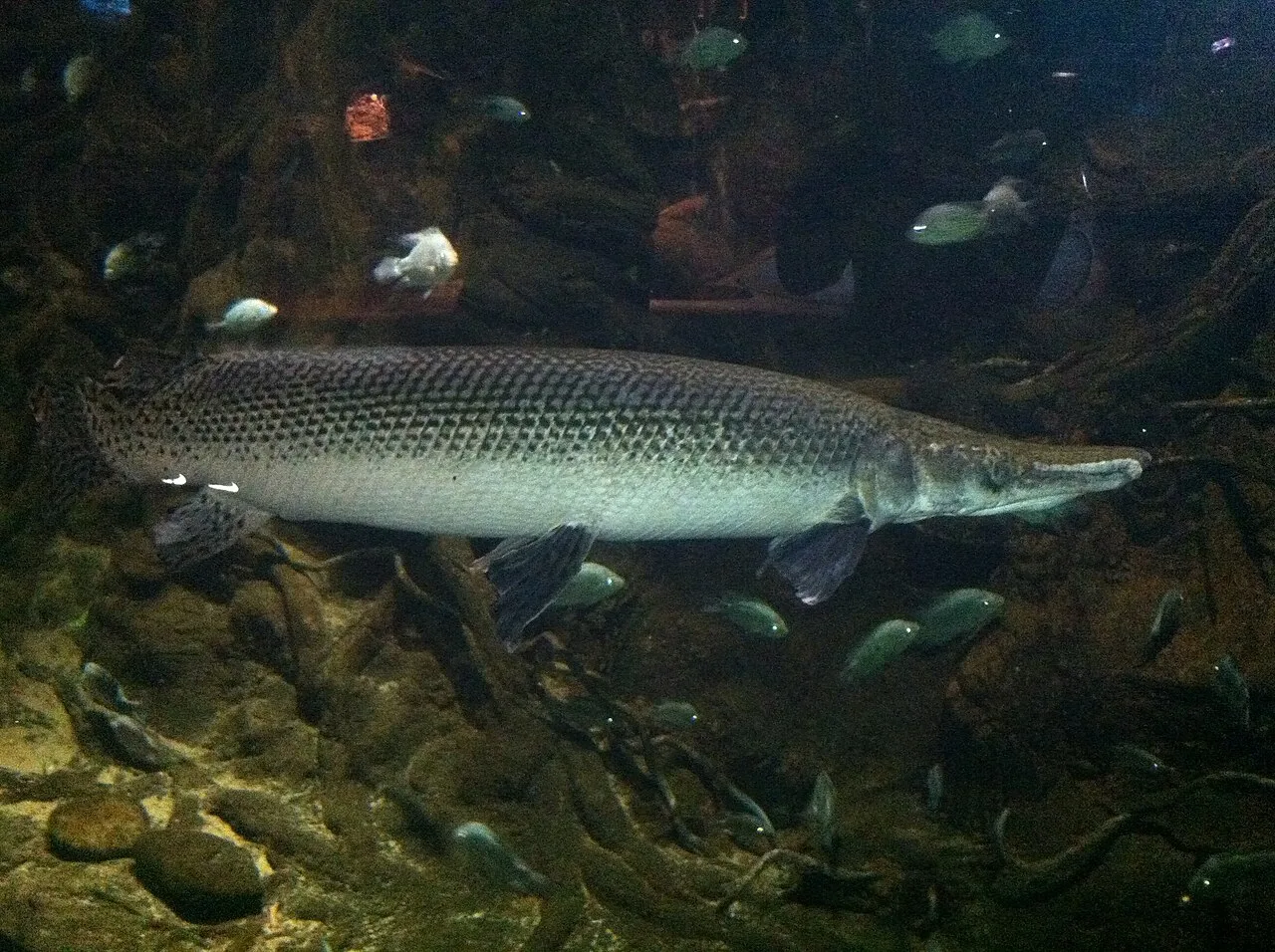 Alligator Gar (Atractosteus spatula) in wild river freshwater habitat