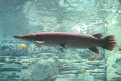 Alligator Gar (Atractosteus spatula) in wild river freshwater habitat