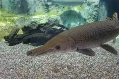 Alligator Gar (Atractosteus spatula) in wild river freshwater habitat
